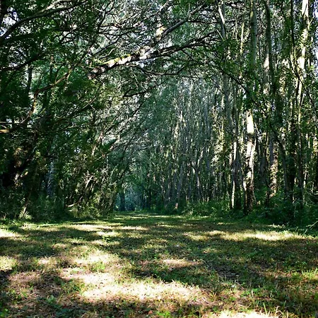 L'oree Du Bois Gaubau Frühstückspension Saint-Georges-sur-Layon